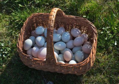 A Kid Just Told Donald Trump He Was the Best President and His Response Had the Whole Room Laughing Detailed,Picture,Of,The,Fresh,Picked,Eggs,From,Hen,House